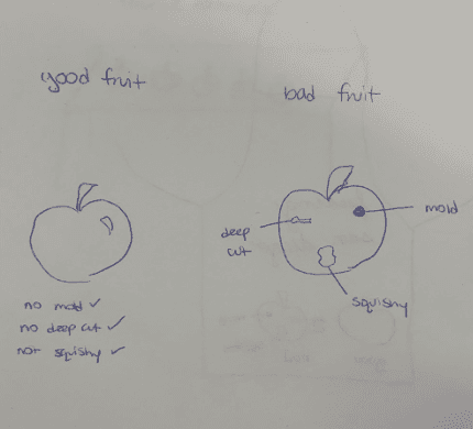 infographic poster sketch contrasting good tomato (no mold, no deep cups, not squishy) and bad tomato (moldy, deep cuts, squishy)