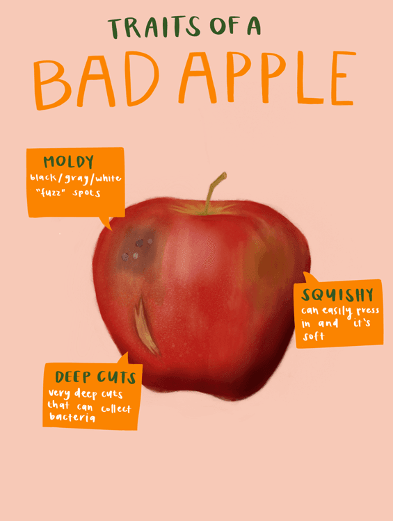 infographic poster sketch contrasting good tomato (no mold, no deep cups, not squishy) and bad tomato (moldy, deep cuts, squishy)