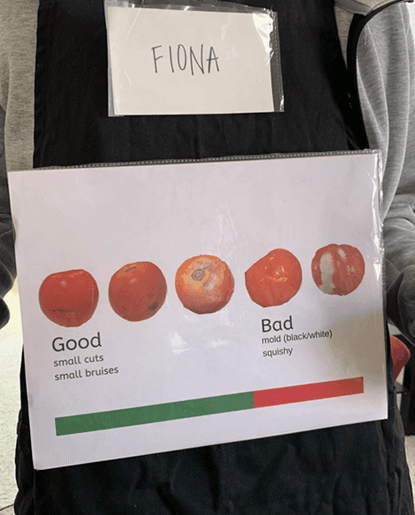 infographic on apron showing good tomatoes (small cuts, small bruises) and bad tomatoes (mold, squishy)