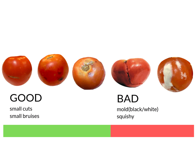 infographic showing good tomatoes (small cuts, small bruises) and bad tomatoes (mold, squishy))